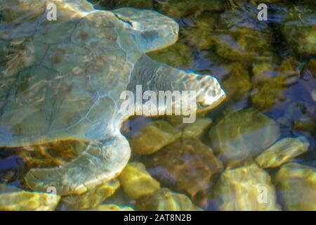 Nahaufnahme der Albino-Meeresschildkröte. Weiße Schildkröte schwimmt in klarem Wasser. Stockfoto