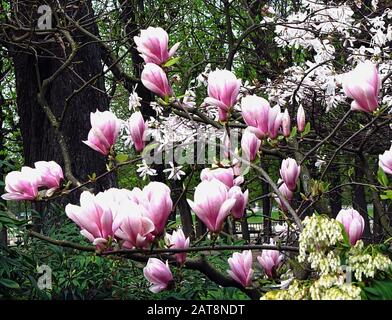 Geblümter Hintergrund im Frühling. Blütender magnolienbaum mit großen rosafarbenen Blumen Stockfoto