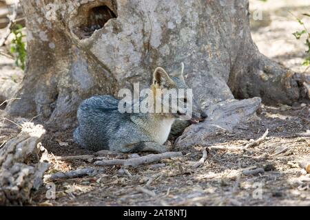 Krabben essen Fox, Cerdocyon TEUR, Adult, Los Lianos au Venezuela Stockfoto