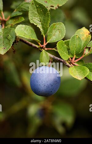 Quetsche Pflaume, Prunus Domestica, Früchte am Zweig in der Normandie Stockfoto