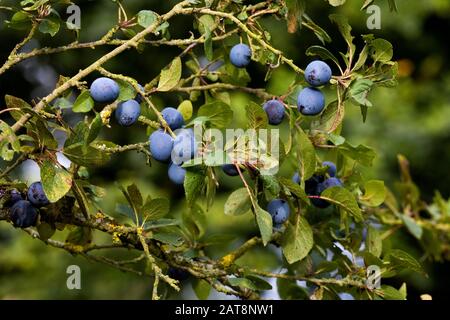 Quetsche Pflaumen, prunus domestica, Früchte auf Der Filiale in der Normandie Stockfoto