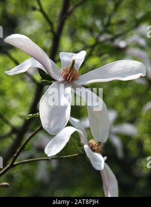 Geblümter Hintergrund im Frühling. Blütender magnolienbaum mit großen weißen Blumen Stockfoto