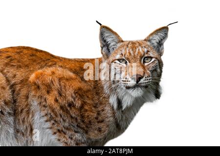 Eurasischer Luchs (Lynx Luchs) schließt Porträt vor weißem Hintergrund Stockfoto