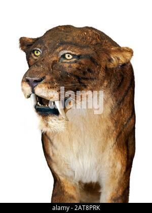Nahaufnahme von Smilodon, der aussterbenden Säbelzahnkatze vor weißem Hintergrund Stockfoto