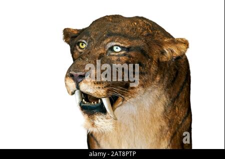 Nahaufnahme von Smilodon, der aussterbenden Säbelzahnkatze vor weißem Hintergrund Stockfoto