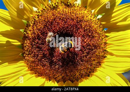 Nahaufnahme der Mitte einer Sonnenblume, einer Biene und einer Hummeln, die nach Nektar suchen Stockfoto