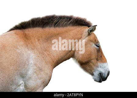 Nahaufnahme des Przewalski-Pferdes (Equus ferus przewalskii), das in den Steppen der Mongolei, Zentralasien vor weißem Hintergrund, beheimatet ist Stockfoto