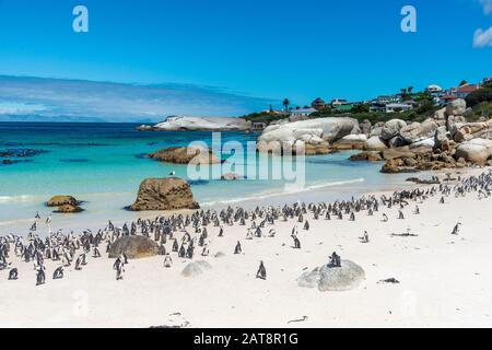 Afrikanische Pinguinkolonie (Spheniscus demersus) am Boulders Beach, Simons Town, Kapstadt, Kap-Halbinsel, Südafrika Stockfoto