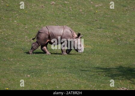 Indische Nashorn Rhinoceros Unicornis, Kalb zu Fuß auf dem Rasen Stockfoto