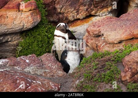 Jackass Penguin oder African Penguin, Spheniscus demersus, Erwachsene mit Young, Betty's Bay in Südafrika Stockfoto