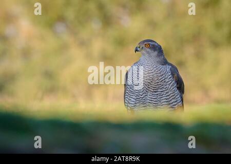 Der nördliche Klatsch (Accipiter gentilis) thront auf dem Boden. Provinz Lleida. Katalonien. Spanien. Stockfoto