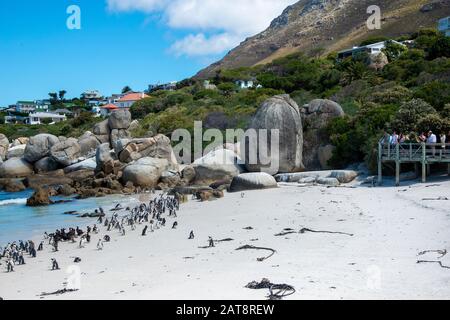 Touristen sehen die afrikanische Penguin (Spheniscus demersus) Kolonie am Boulders Beach, Simons Stadt, Kapstadt, Kap-Halbinsel, Südafrika Stockfoto