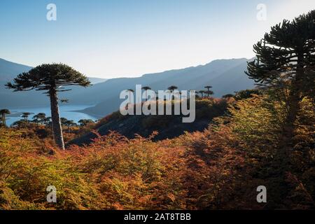 Affe Puzzle Trees (Araucaria araucana) zwischen den südlichen buchen (Nothofagus sp.). Conguillio-Nationalpark. La Araucania. Chile.
