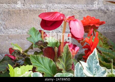 Tiefrot blühende, tuberöse Begonia im Blumenbeet Stockfoto