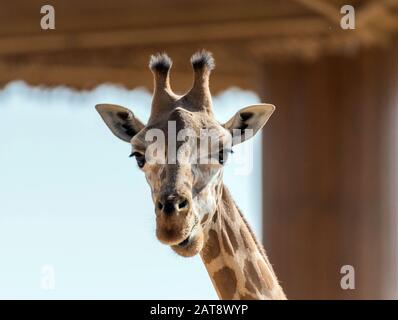 Schöne wilde Giraffe im Al Ain Zoo Safari Park, Vereinigte Arabische Emirate Stockfoto