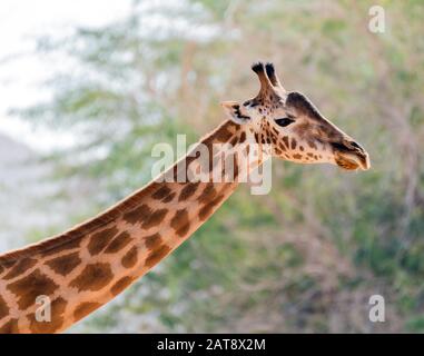 Schöne wilde Giraffe im Al Ain Zoo Safari Park, Vereinigte Arabische Emirate Stockfoto