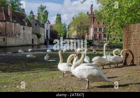 Blick auf den Platz mit Schwänen in der Nähe des Begijnhofs in Brüggen, Belgien. Gebiet, das für Schwäne in der historischen Altstadt von Brüggen ausgewiesen ist Stockfoto