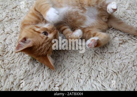 "Male Ginger Kitten" Spielt mit "Cat Toy" Stockfoto