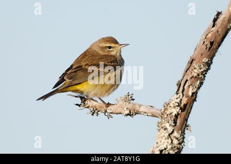 Palme Warbler (Setophaga palmarum) im Wintergefieder thront auf einem toten Ast - Jekyll Island, GA Stockfoto
