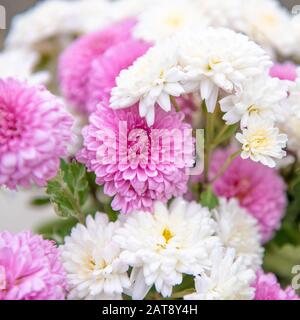 Zwei Farben, Rosa und weißer Chrysanthemumstrauch im Garten Stockfoto