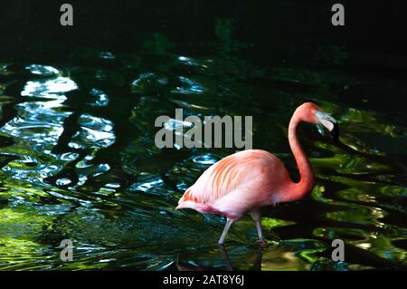 Weiß und rot gefiederter Flamingo in Wasser, auf der Suche nach Nahrung Stockfoto