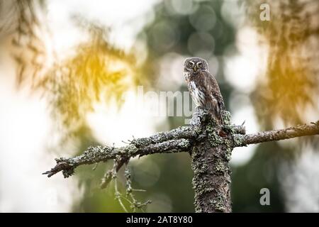 Schöne kleine eurasische Pygmäeneule auf einem Stumpf im Wald Stockfoto