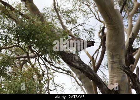 Osprey Hervey Bay, Queensland, Australien Stockfoto