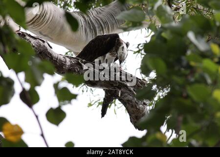 Osprey Hervey Bay, Queensland, Australien Stockfoto