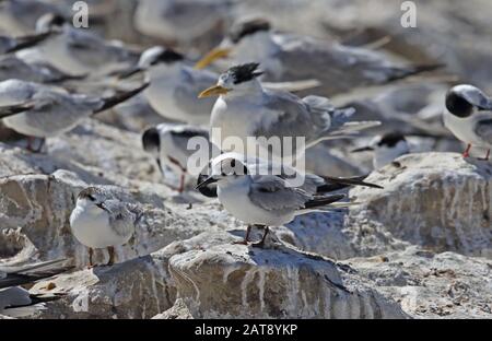 Gemeine Tern (Sterna hirundo) Größere verkostete Tern (Thalasseus bergii bergii) Gemischtherde, die auf dem Felsen Westkaper, Südafrika, stehen Stockfoto