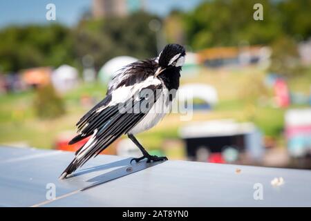 Ein schwarz-weißer Magpie-Vogel, der bei Sonnenschein auf einer Aluminiumhandschiene sitzt Stockfoto