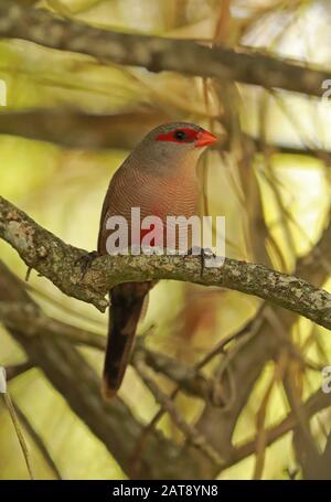 Gemeinsamer Waxbill (Estrilda astrild) Erwachsener thront in Branch Wilderness, Südafrika November Stockfoto