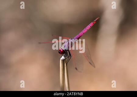 Männlich Violett Dropwing (Trithemis annulata), Monte Argentario, Italien Stockfoto