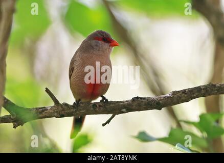 Gemeinsamer Waxbill (Estrilda astrild) Erwachsener thront in Branch Wilderness, Südafrika November Stockfoto