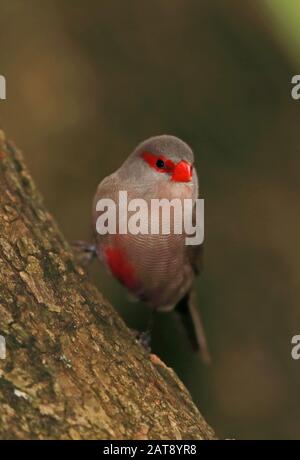 Gemeinsamer Waxbill (Estrilda astrild) Erwachsener thront in Branch Wilderness, Südafrika November Stockfoto