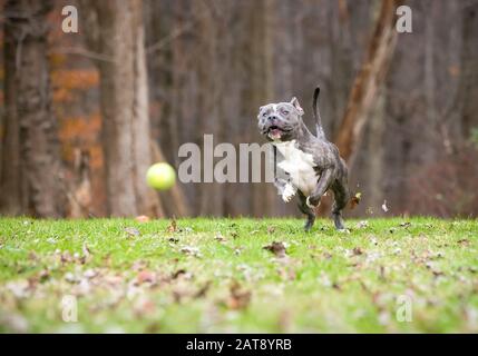 Ein blauer Pindel und ein weißer Pit Bull Terrier gemischter Rassehund, der einen Ball im Freien jagt Stockfoto