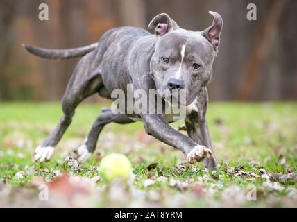 Ein blauer Pindel und ein weißer Pit Bull Terrier gemischter Rassehund, der einen Ball im Freien jagt Stockfoto