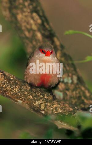 Gemeinsamer Waxbill (Estrilda astrild) Erwachsener thront in Branch Wilderness, Südafrika November Stockfoto