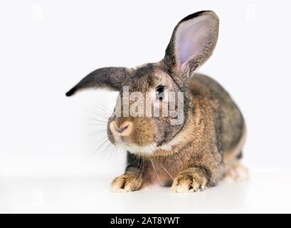 Ein agouti domestiziertes Haustierkaninchen mit großen Ohren Stockfoto