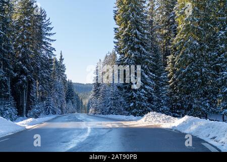 An einem schönen sonnigen Morgen durch den verschneiten Wald im Winter. Stockfoto