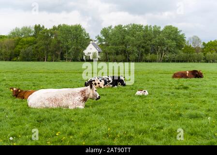 Koeien in een weiland; Heimische Kühe auf einer Wiese; Herden von frei umherstreifenden Heckrindern, Niederlande Stockfoto