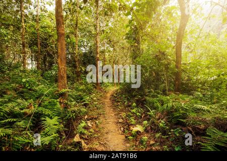 Wanderweg in üppig grünem Wald mit Sonnenlicht, der durch die Bäume schert. Stockfoto