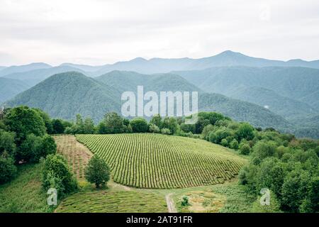 , Grüner Tee mit Blick auf die Berge. Schöne Zeilen von grünem Tee. Stockfoto