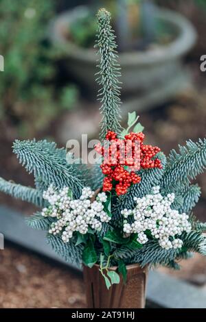 Zierpflanzen im Topf mit Nadeln und roten und weißen Beeren angebaut Stockfoto