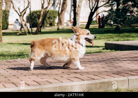 Welsh Corgi Pembroke Spaziergänge im Park an einem sonnigen Tag Stockfoto