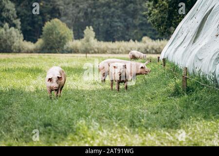 Schweine weiden auf Bauernhof in der Landschaft. Schweine grasen auf einer privaten Farm Stockfoto