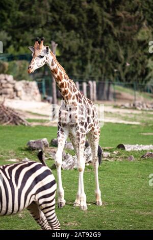 Giraffe Spaziergänge in der Natur unter den Bäumen im Sommer Stockfoto