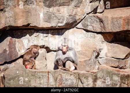 Hamadryads Paviane sitzen in den Bergen. Stockfoto