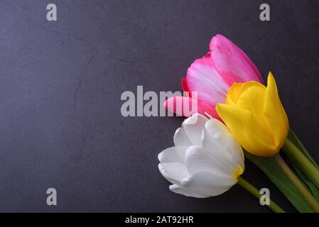 Ein schöner heller Blumenstrauß aus mehrfarbigen Tulpen in Nahaufnahme gegen eine dunkelgraue Stuckwand Stockfoto