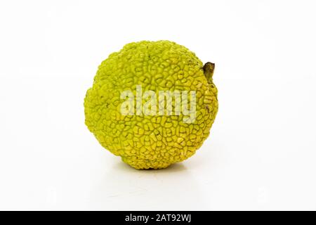 Frische osage Orangen oder Maclura auf weißem Hintergrund. Maclura pomifera Obst Stockfoto