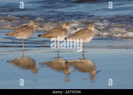 Gruppe von drei Willets (Tringa semipalmata), die im Winter an einem Strand ruhen - Jekyll Island, GA Stockfoto